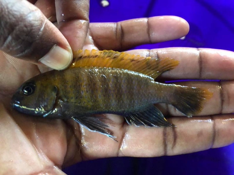 Tropheops sp. 'red fin' Londo Bay
